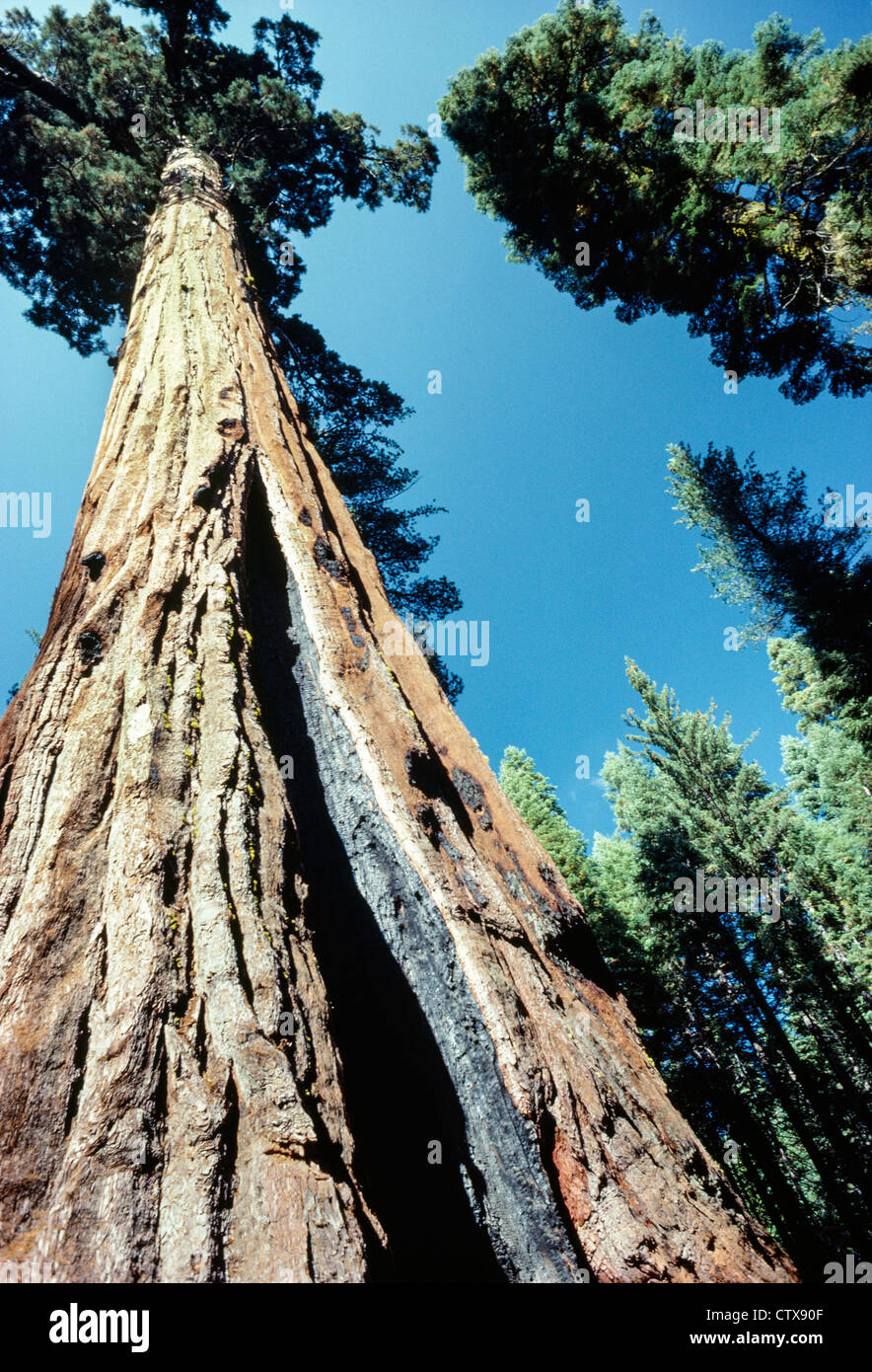 Sequoia Secoyas de California Foto de stock