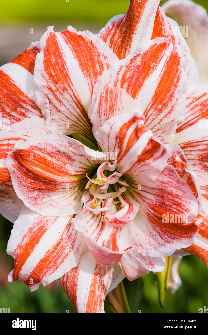 Gran flor de amarilis fotografías e imágenes de alta resolución - Alamy