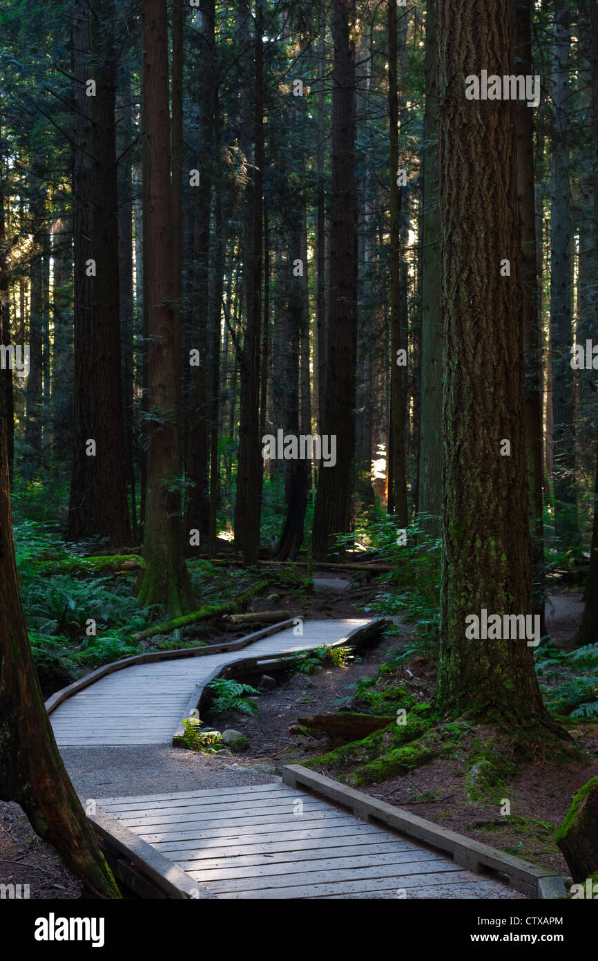 Bosque templado lluvioso canadá fotografías e imágenes de alta ...
