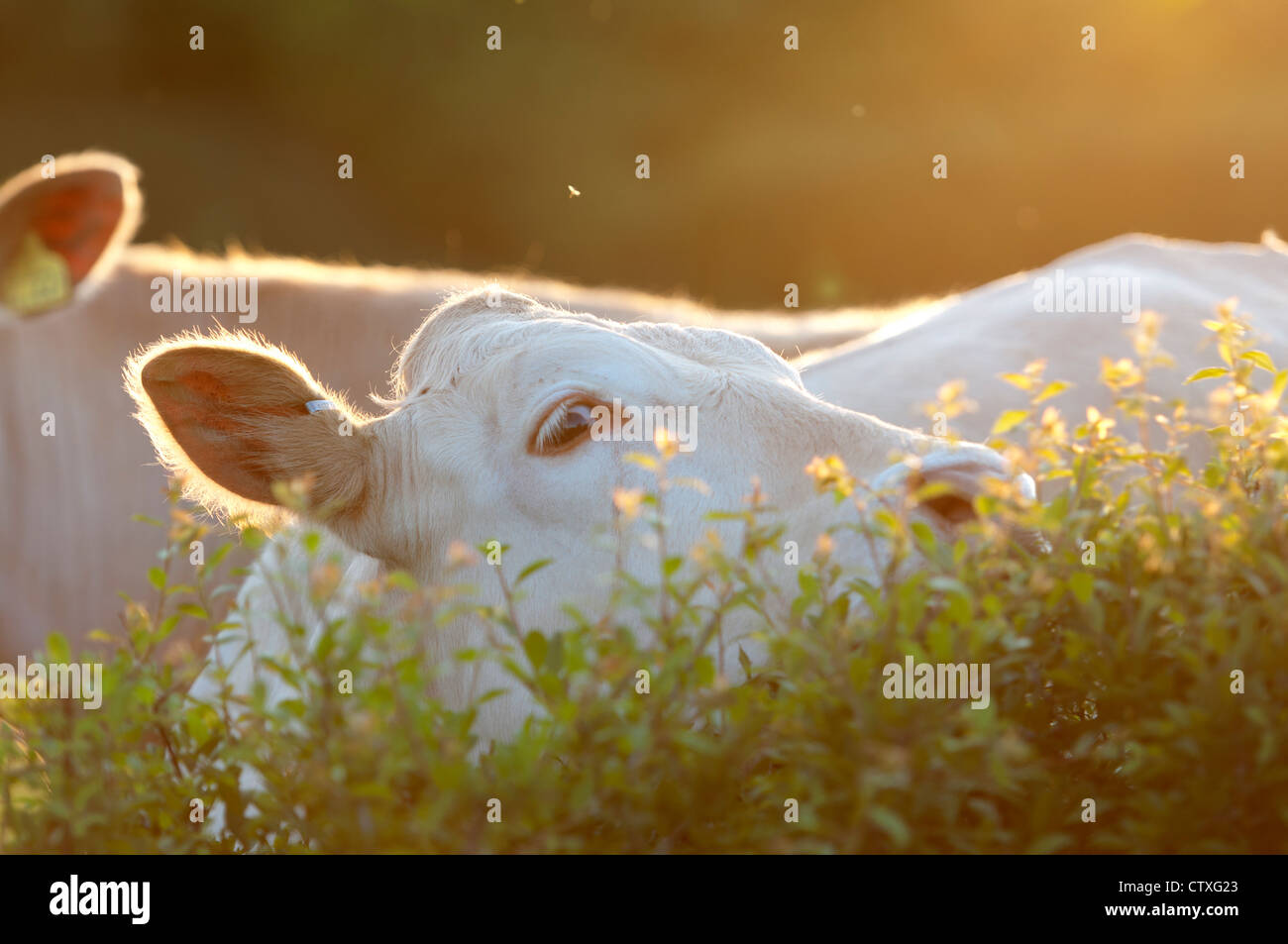 Vaca back-lit detrás de hedge Foto de stock
