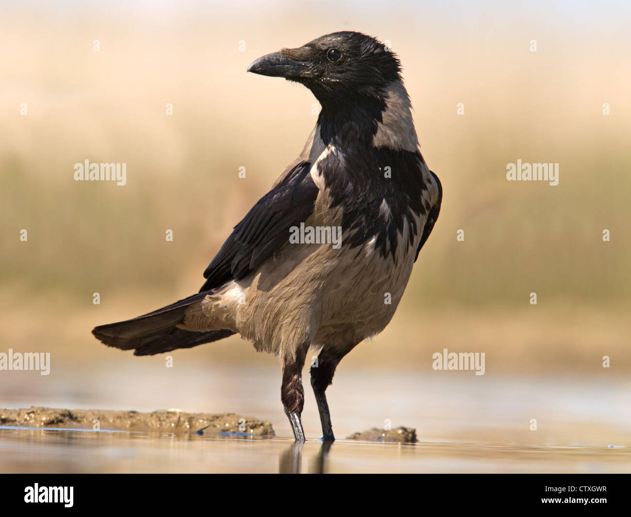 Encapuchado crow por río Foto de stock