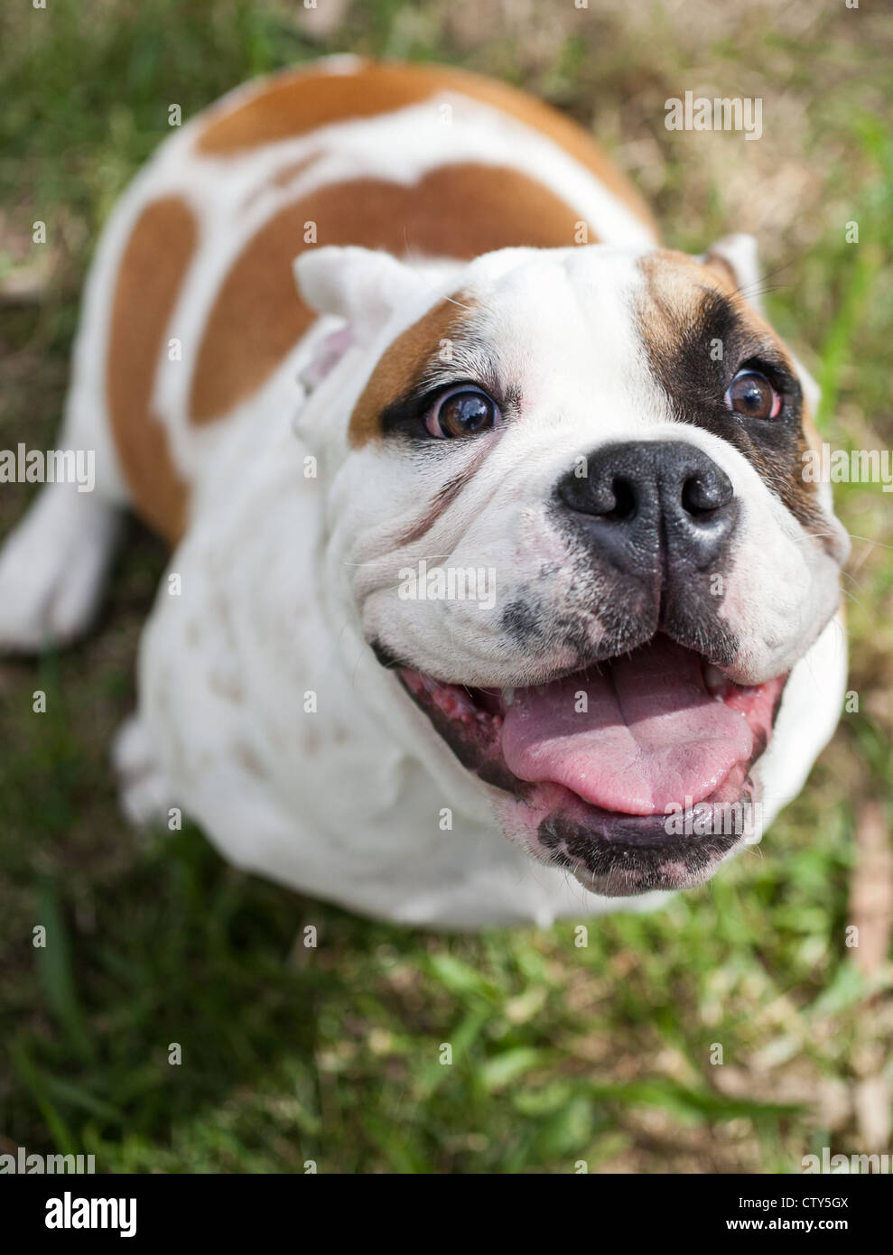 Bulldog australiano Foto de stock