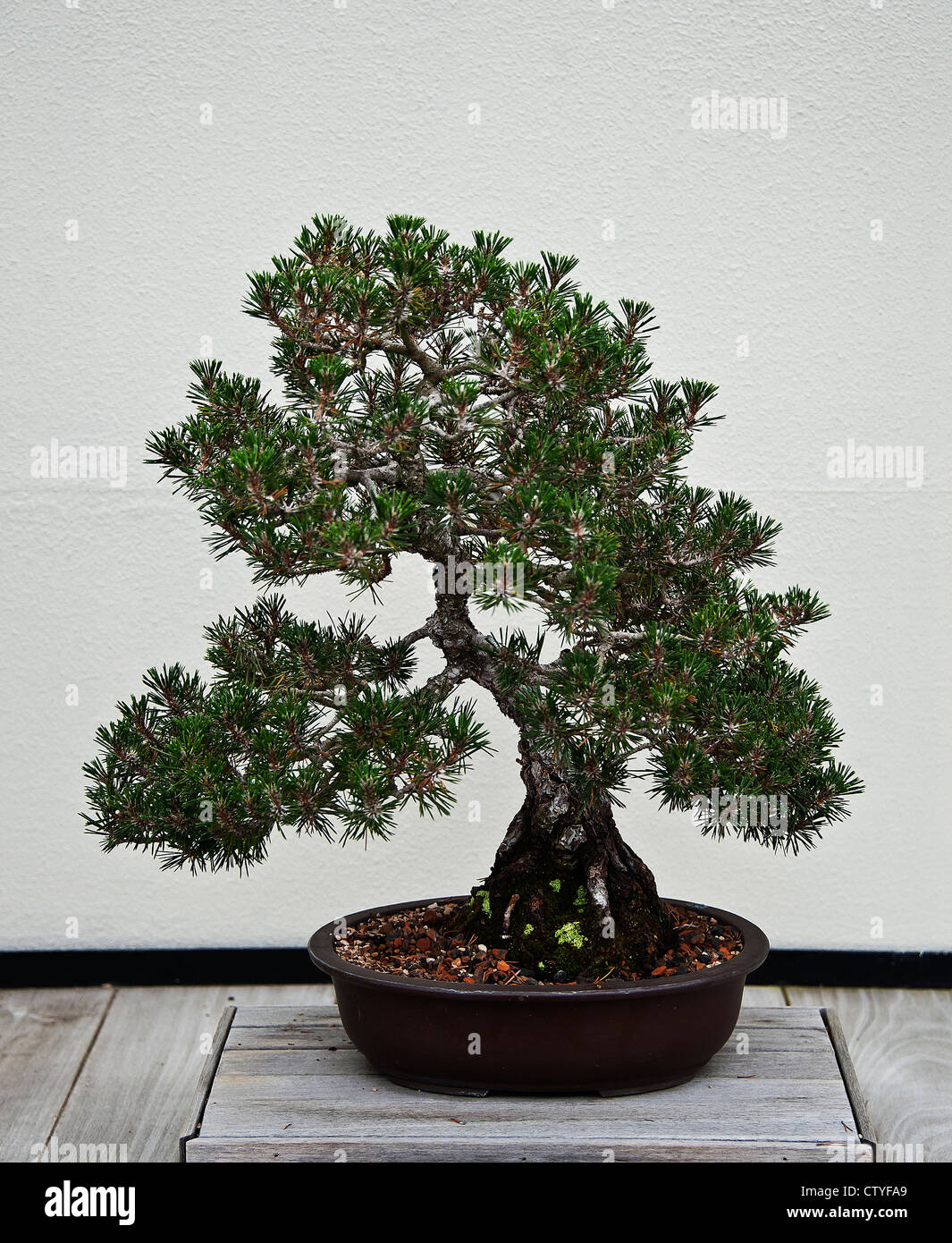 Pino negro japonés bonsai. Foto de stock