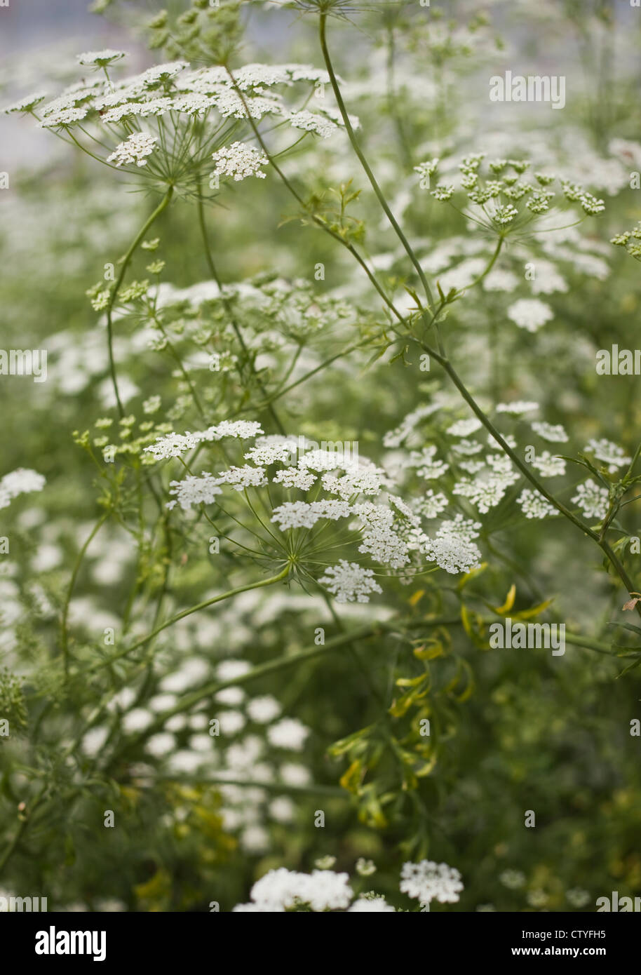 Delicado, blanco Floración verano umbellifer, Ammi Majus, (Obispo de la flor), Oxfordshire, Reino Unido, Julio Foto de stock