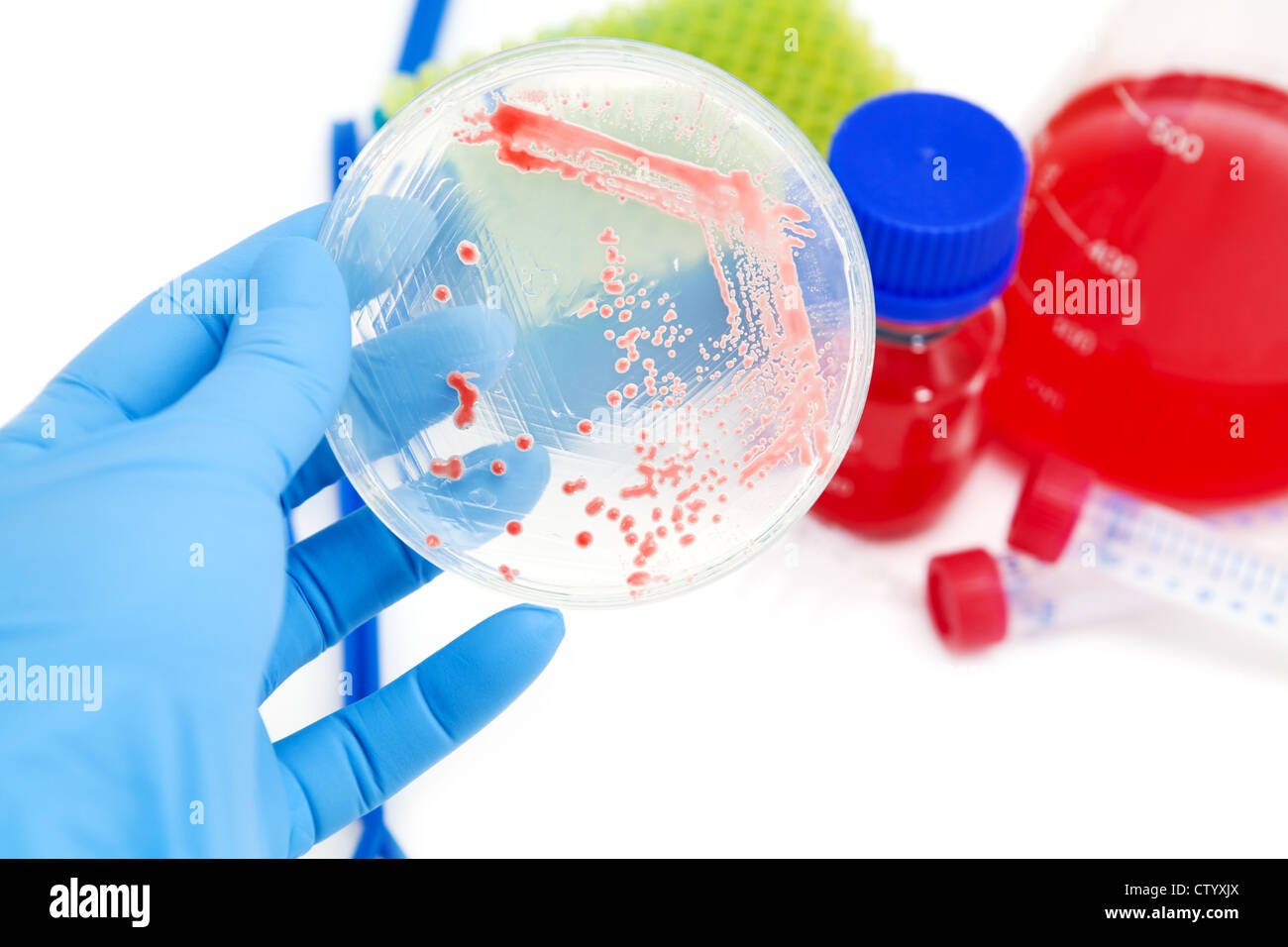 Microorganismos mutantes en placa de agar en laboratorio Foto de stock