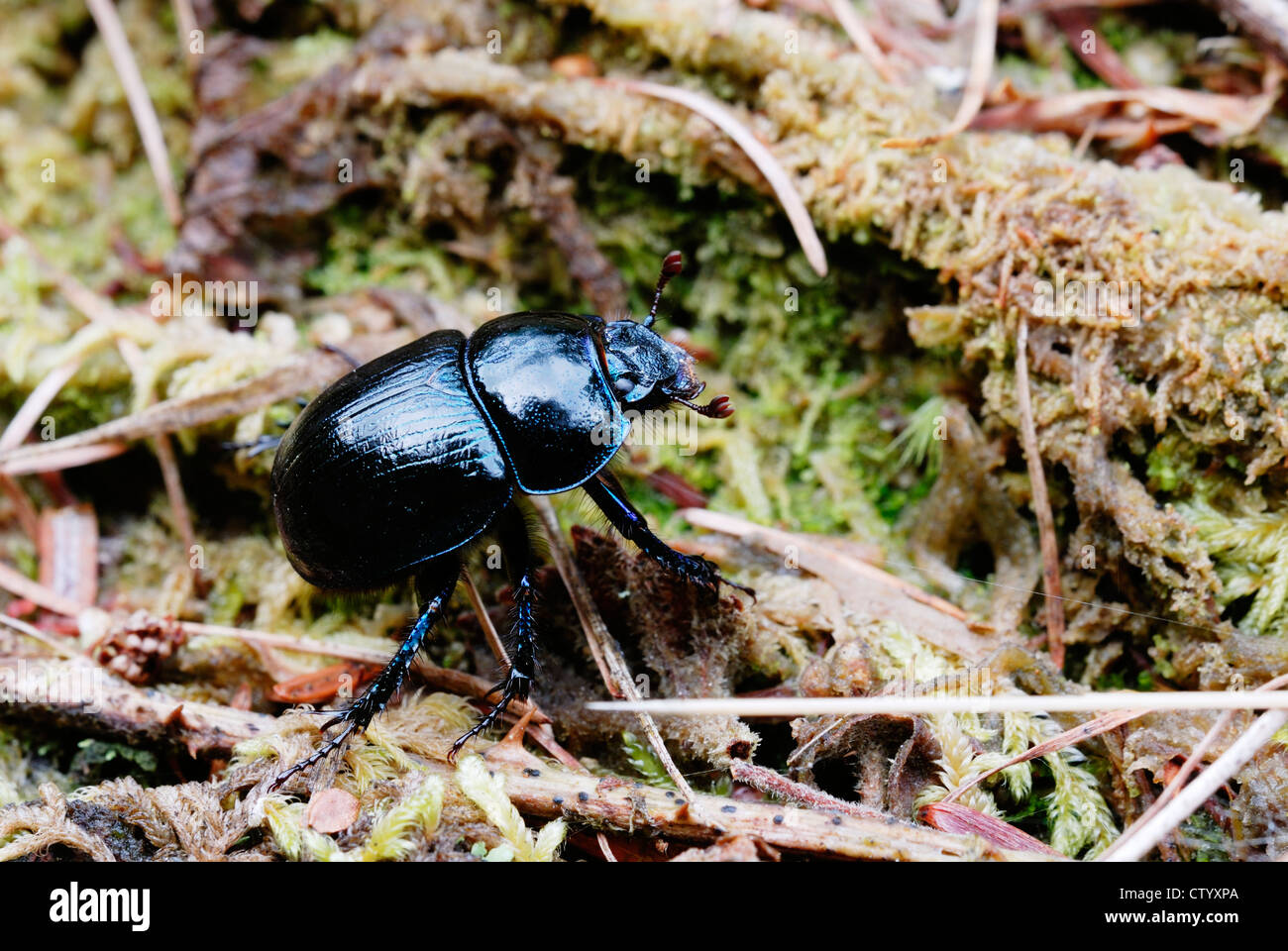 Dor Beetle, Geotrupes stercorarius, Gales, Reino Unido. Foto de stock