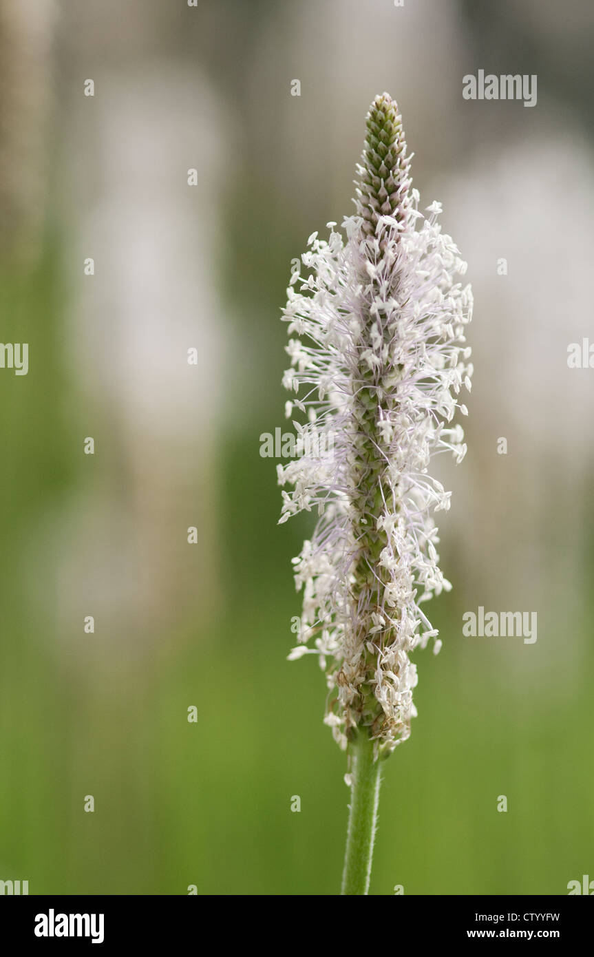 Plantago lanceolata, plátano, Ribwort, Blanco. Foto de stock
