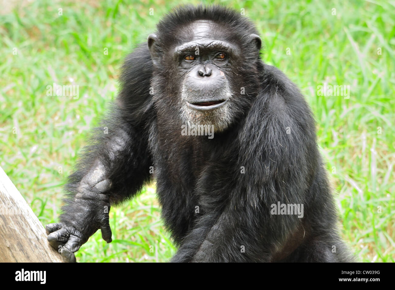 Gorila Foto de stock