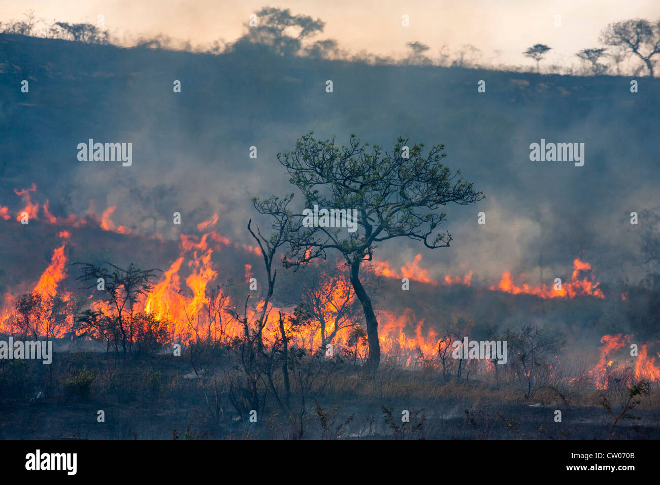 Wild Fire, iMfolozi Game Reserve, Kwazulu Natal, Sudáfrica Foto de stock