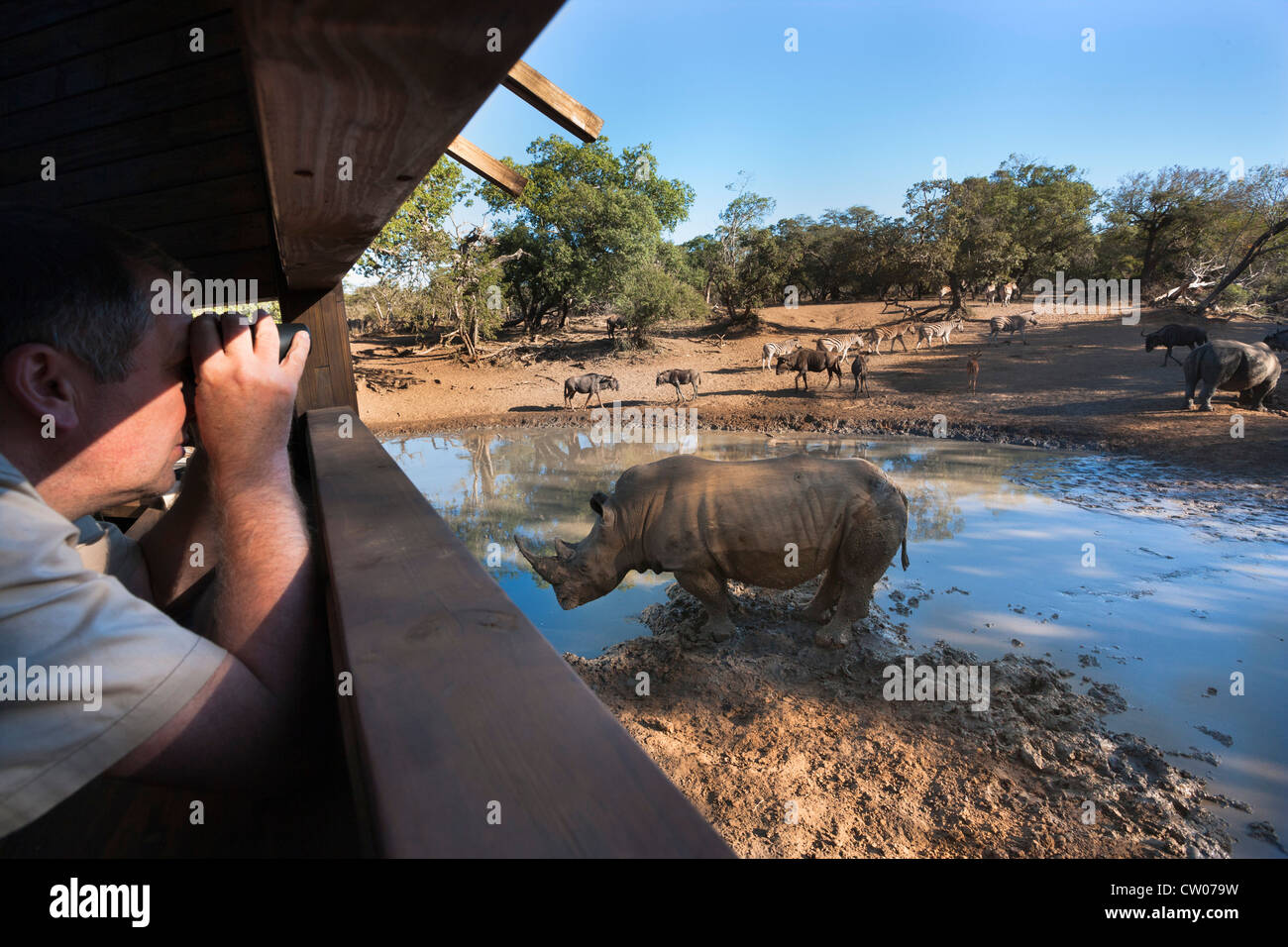 El rinoceronte blanco (Ceratotherium simum) a Mkhuze Kumasinga ocultar, reserva de caza, Kwazulu Natal, Sudáfrica Foto de stock