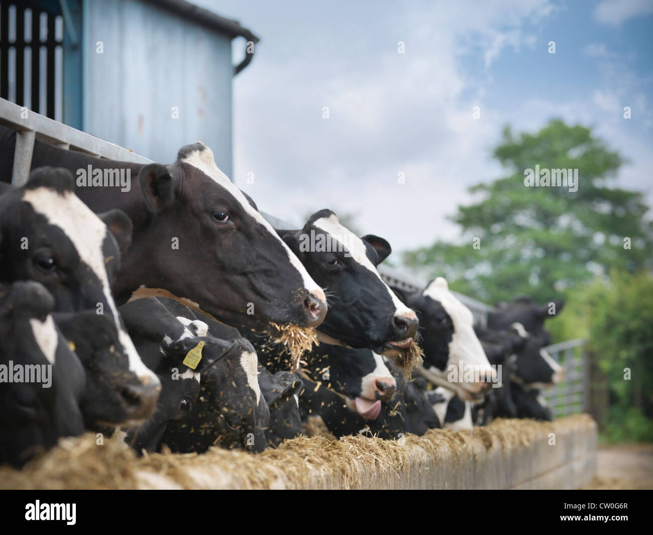 Las vacas comen heno en el granero Foto de stock