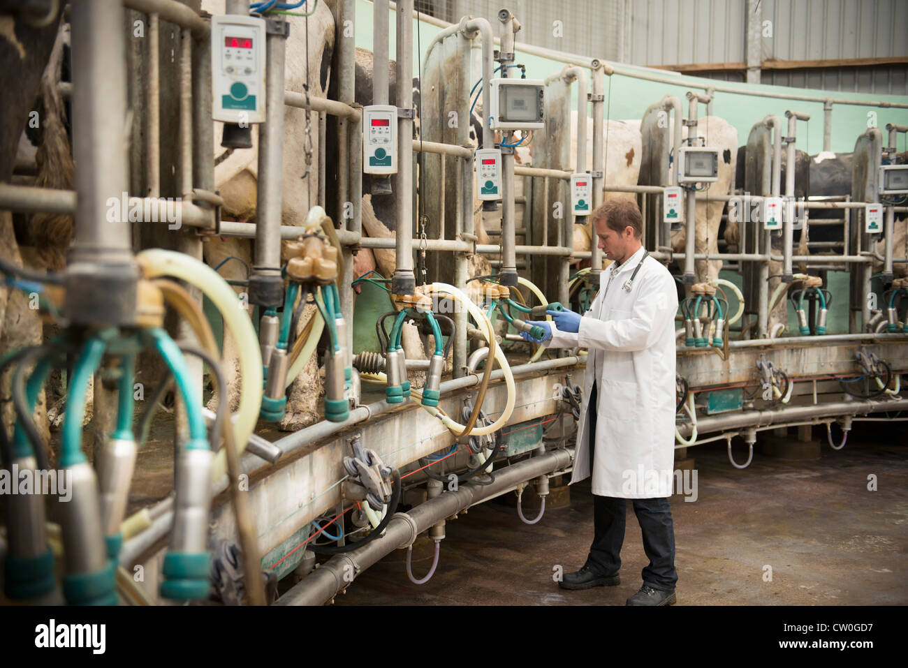 Veterinario con vacas en el área de ordeño Foto de stock