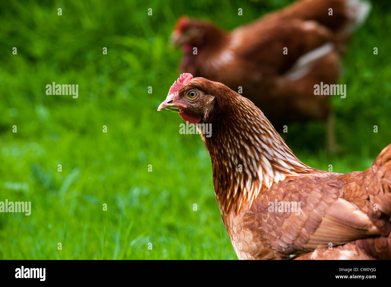 Los pollos en un jardín de Shropshire, Inglaterra Foto de stock