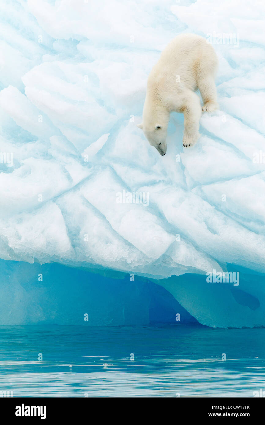 Oso Polar en iceberg, isla de Svalbard, Noruega. Foto de stock