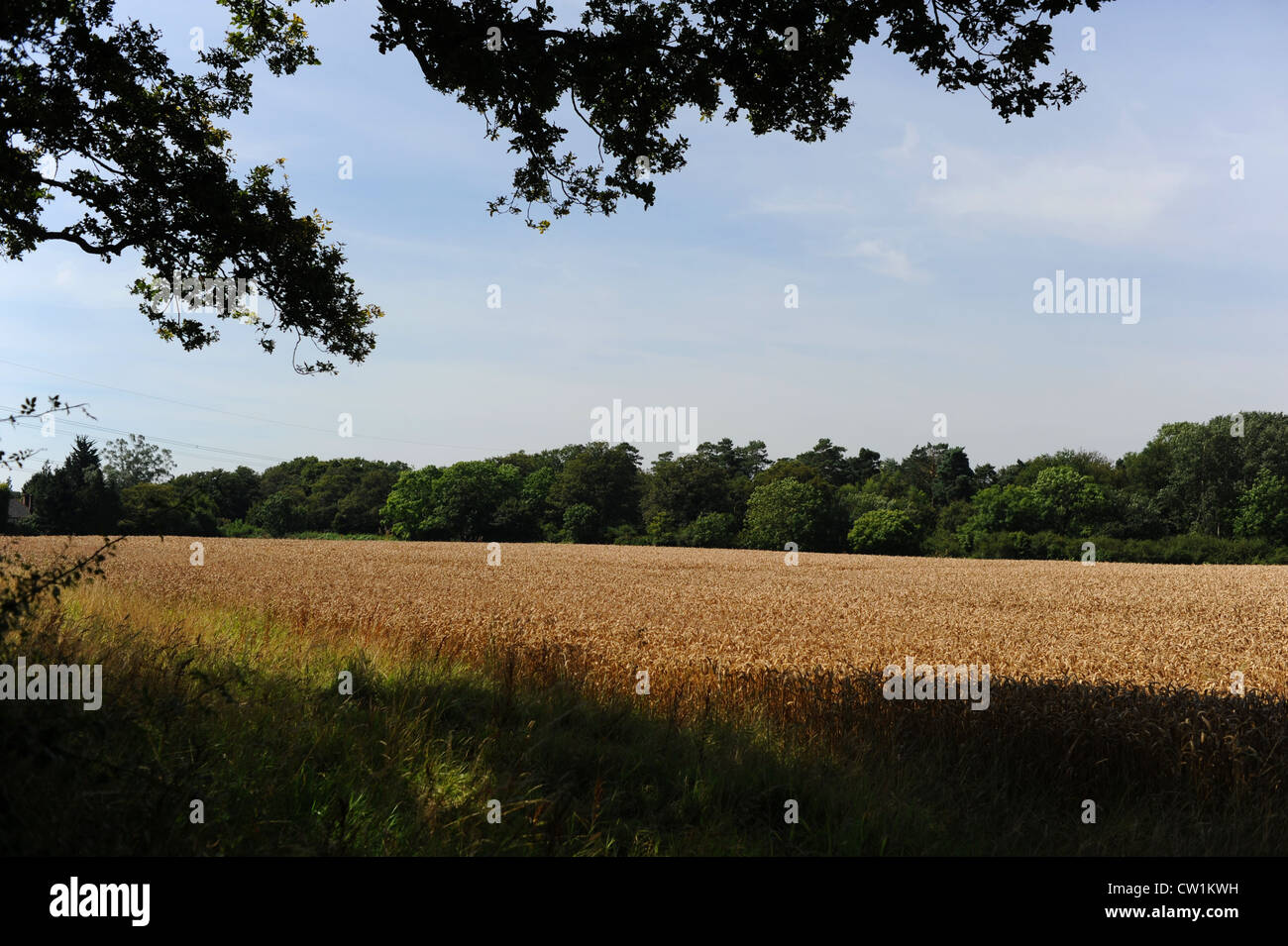 Campo de maíz en Copsale cerca de Horsham West Sussex Foto de stock