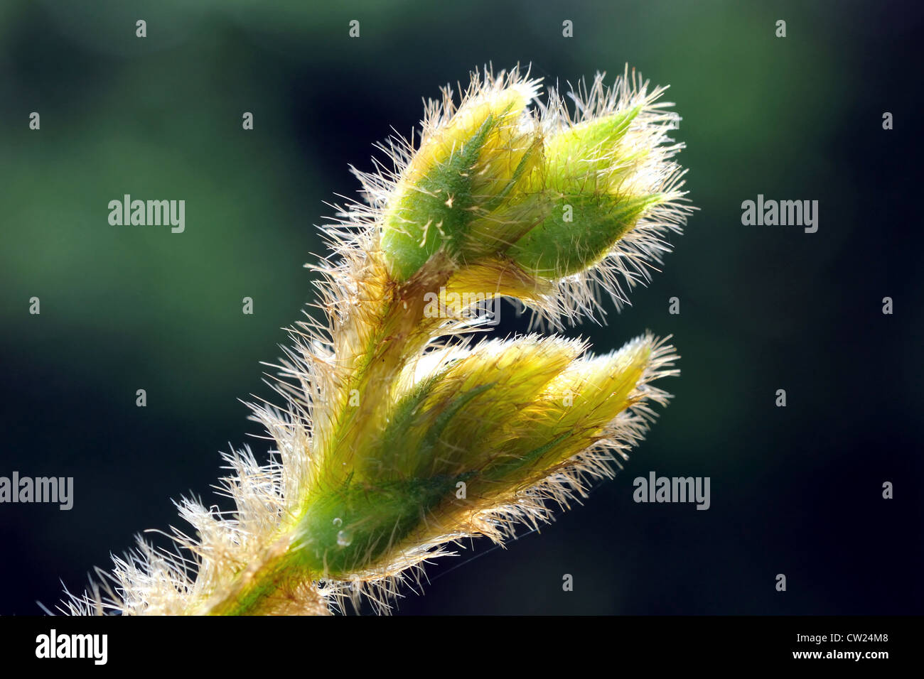 Hojas Tiernas Fotos e Imágenes de stock Alamy
