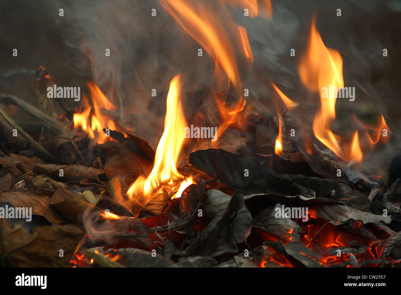 Hojas secas en el fuego, los incendios forestales Foto de stock