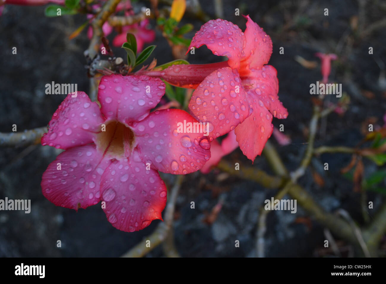 Blooming Flower hawaiano secándose tras una noche de lluvia. Foto de stock