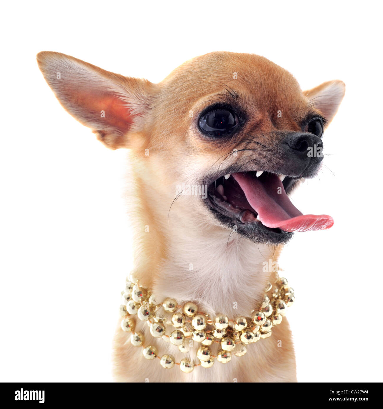 Retrato de un enojado pura raza chihuahua con collar de perlas delante de un fondo blanco Foto de stock