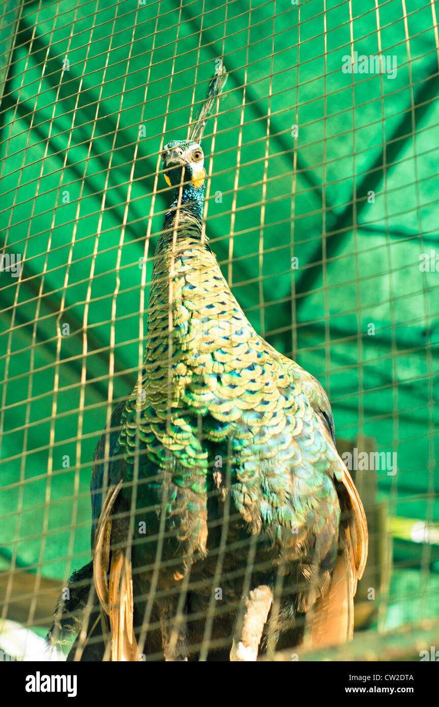 Verde O Peafowl Javán Peafowl Pavo Muticus Las Razas De Birmania Al Este De Java La Foto Es 3672