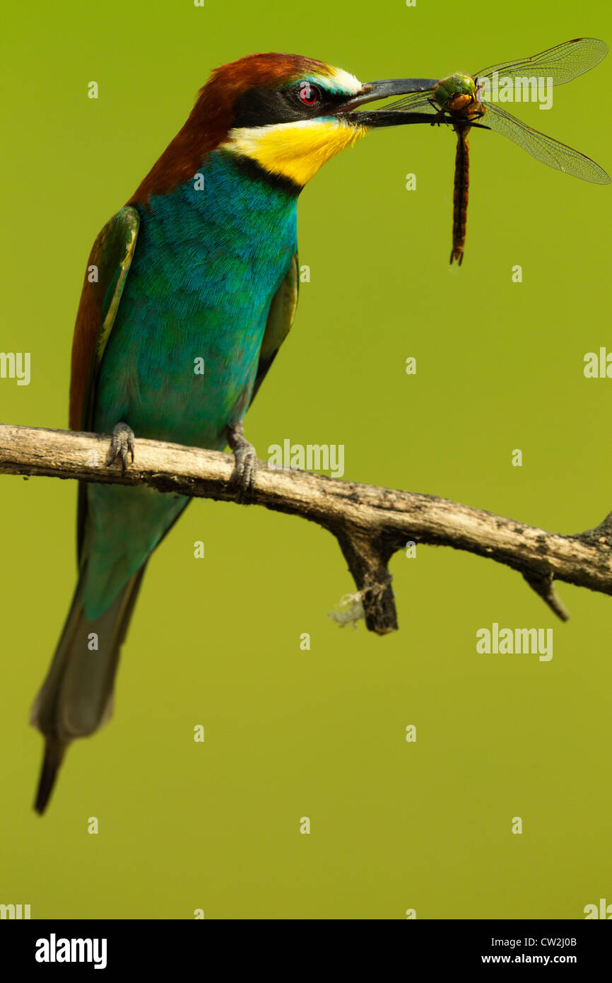 El Abejaruco Europeo (Merops apiaster) con una libélula en su pico.hambre Foto de stock