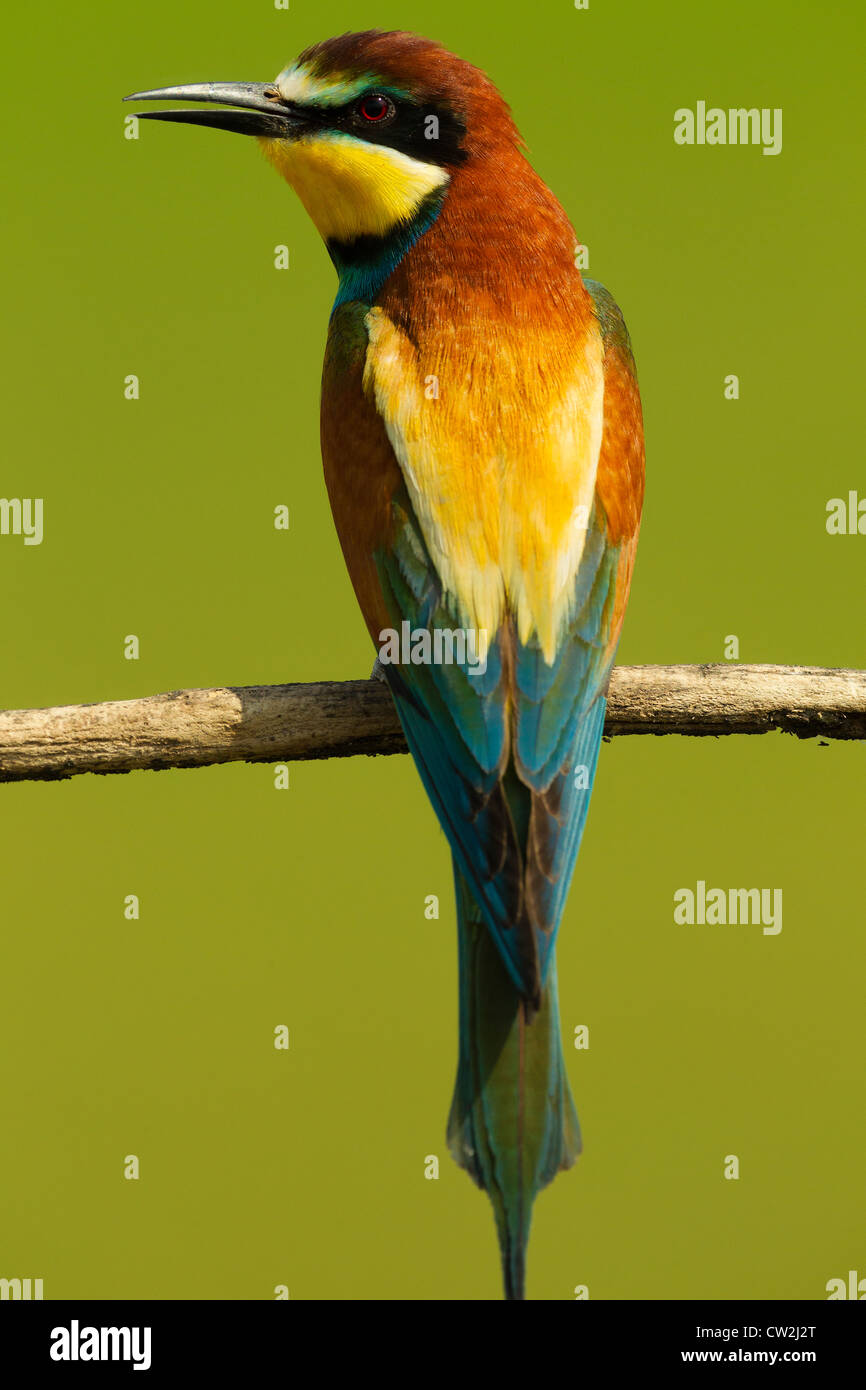 El Abejaruco Europeo (Merops apiaster) hambrientos Foto de stock