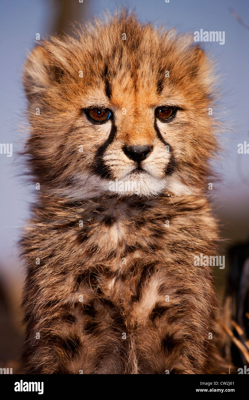 BPortrait Baby cheetah cub Foto de stock