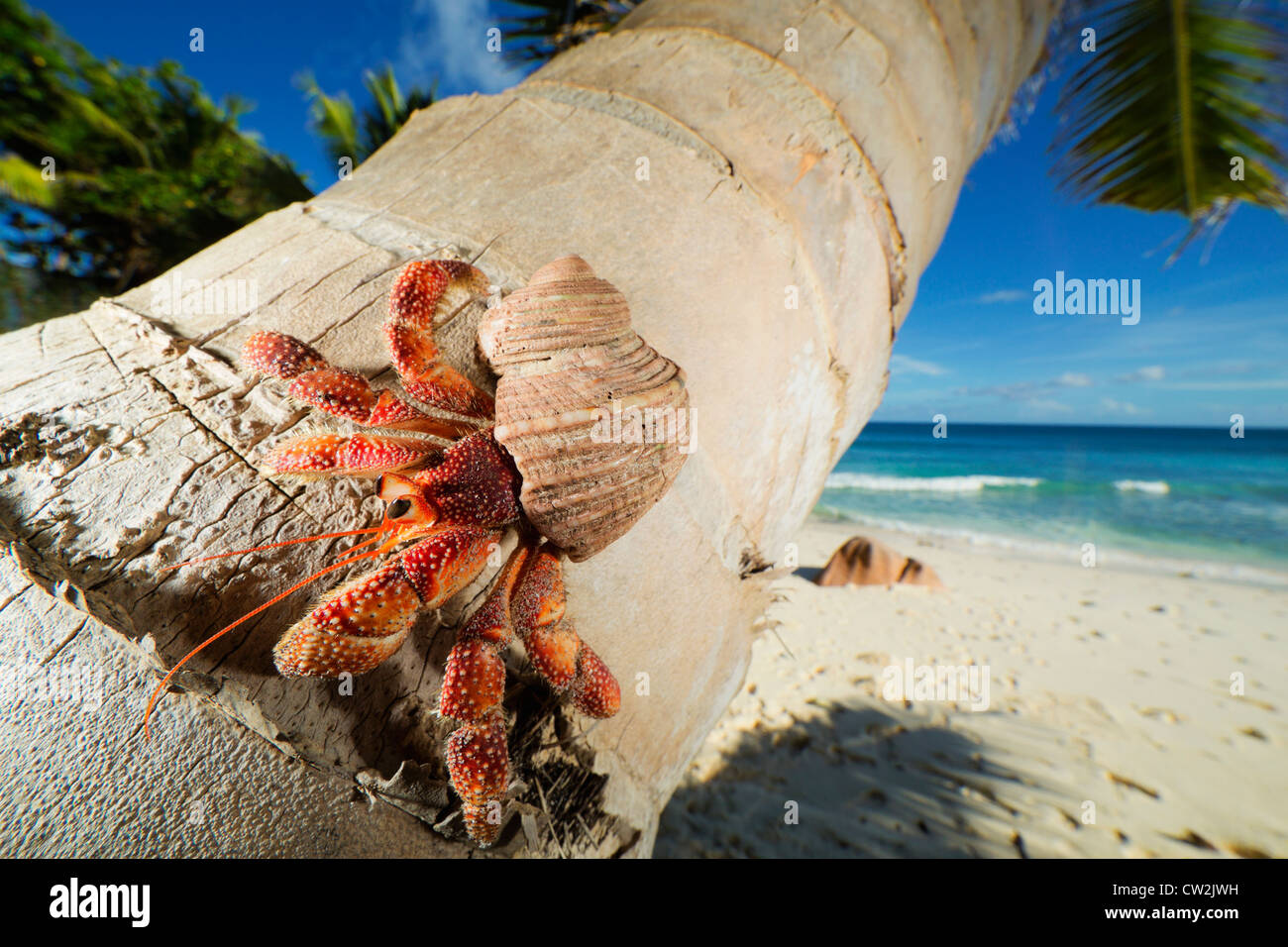Cangrejo ermitaño (Anomura spp) en el tallo de la palmera de coco. Seychelles Foto de stock