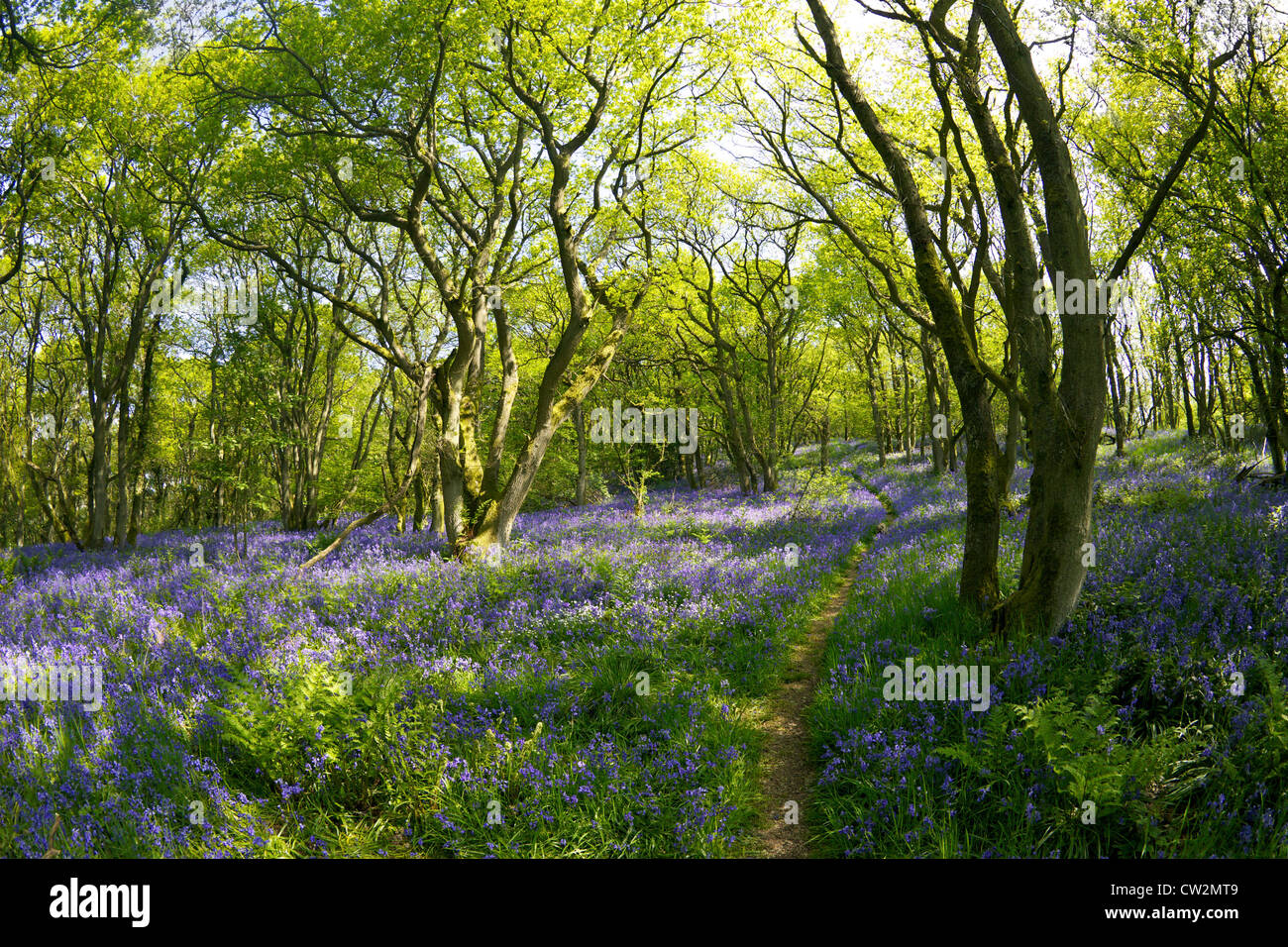 English campanillas en mayo, Hyacinthoides non-scripta, sésiles y antiguo bosque de roble, Quercus petraea, Shropshire Foto de stock