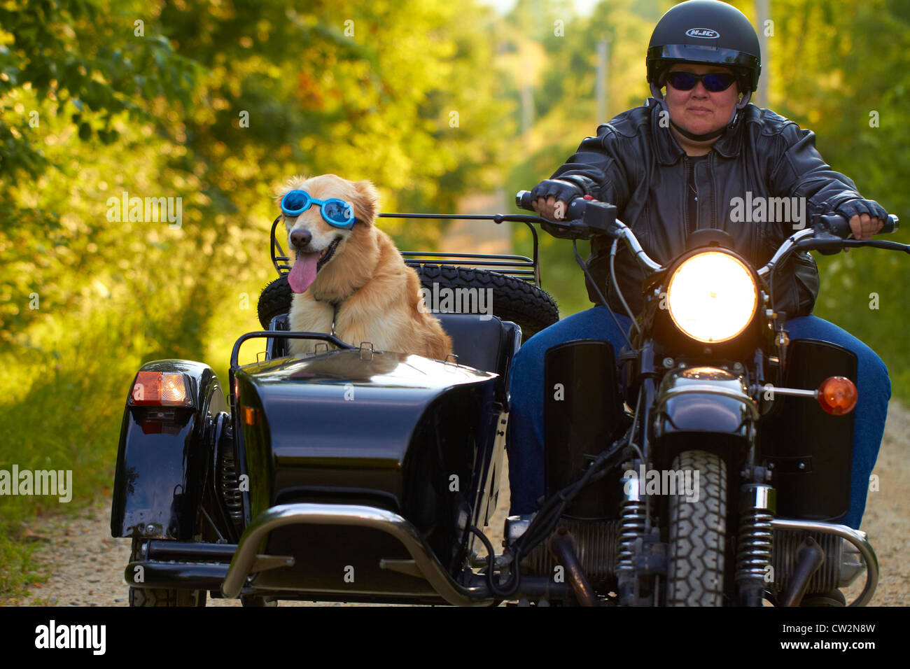 Golden Retriever montando en moto Sidecar Fotografía de stock - Alamy