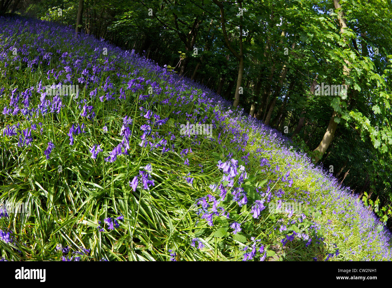 Bluebell wood en sol primaveral, Haughmond Hill, Shrewsbury, Shropshire, Inglaterra, Reino Unido, UK, GB, Gran Bretaña Foto de stock