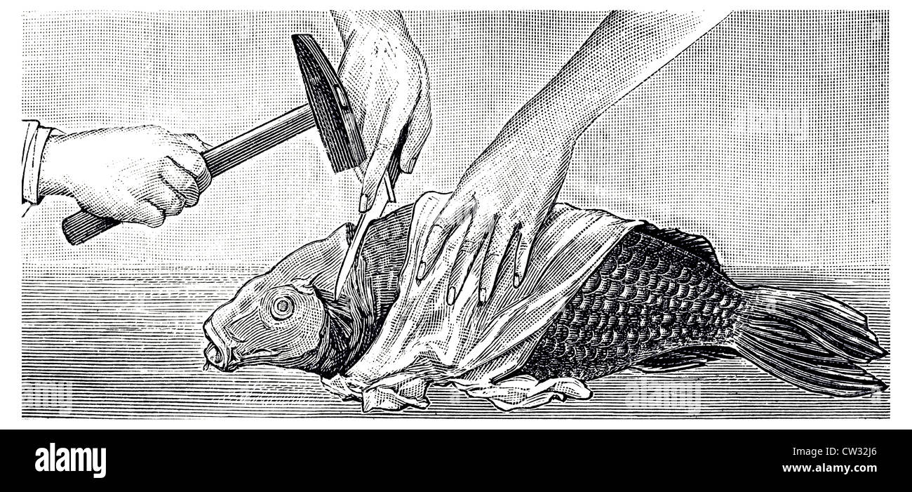 El aturdido pescado es golpeado por su cuello Foto de stock