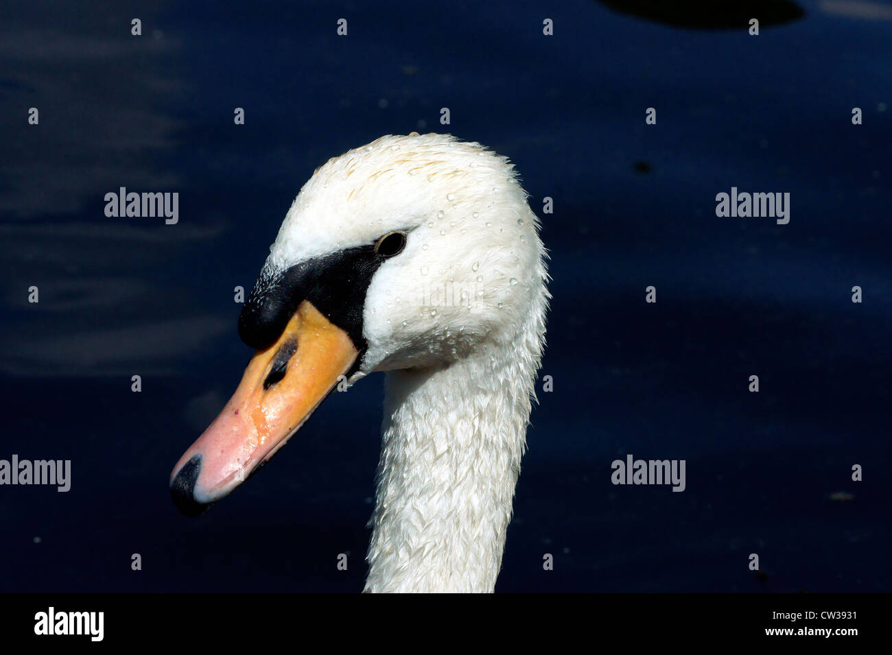 CABEZA DE CISNE Fotografía de stock - Alamy