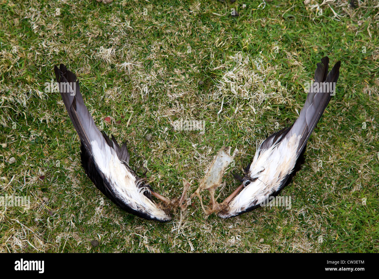 Alas de un muerto Pardela Manx, Puffinus puffinus, izquierda por una mayor depredador negro-ennegrecido Gaviota, Skomer Island, Pembrokeshire Foto de stock