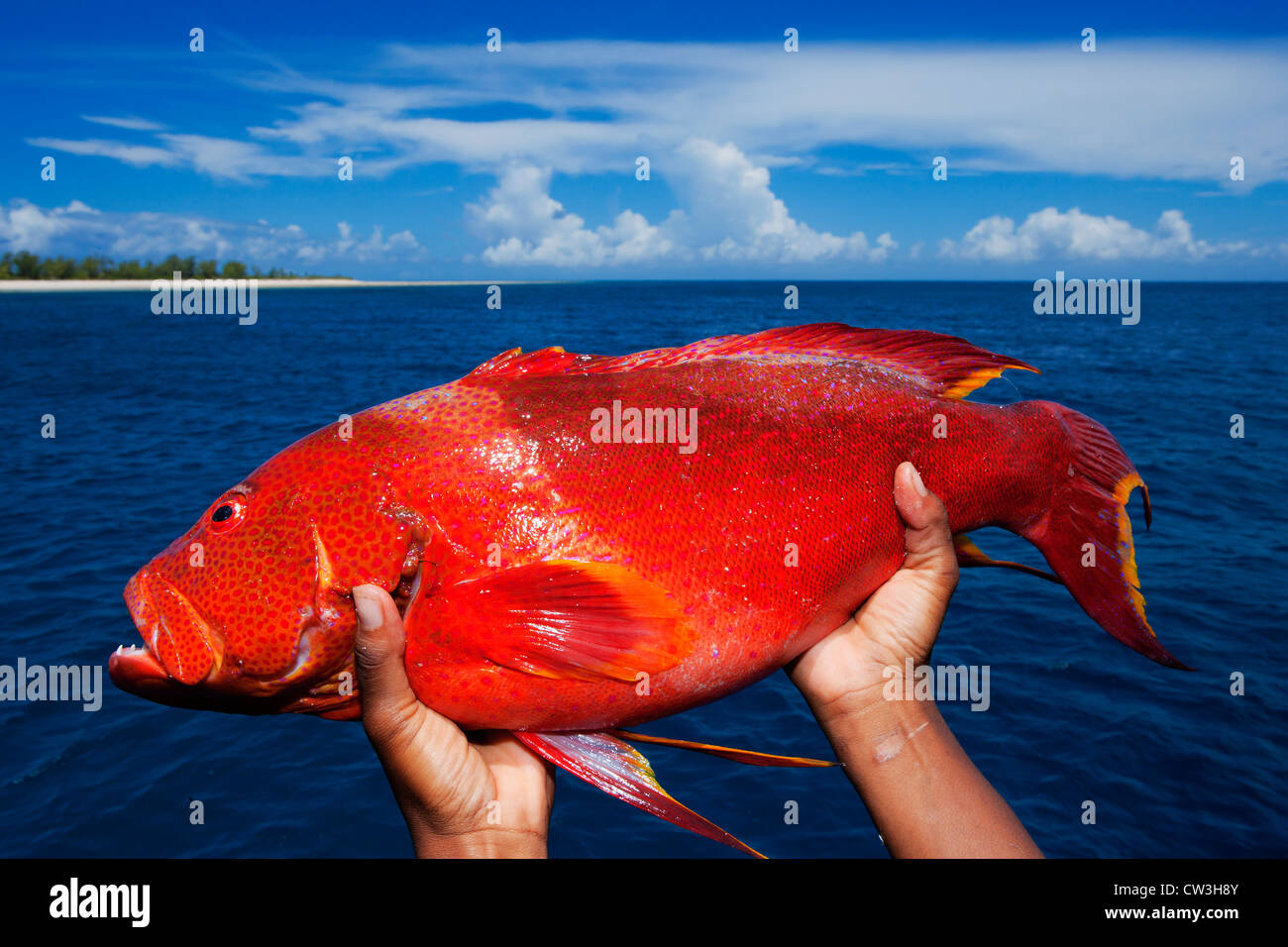Los peces marinos rojo.Seychelles Foto de stock