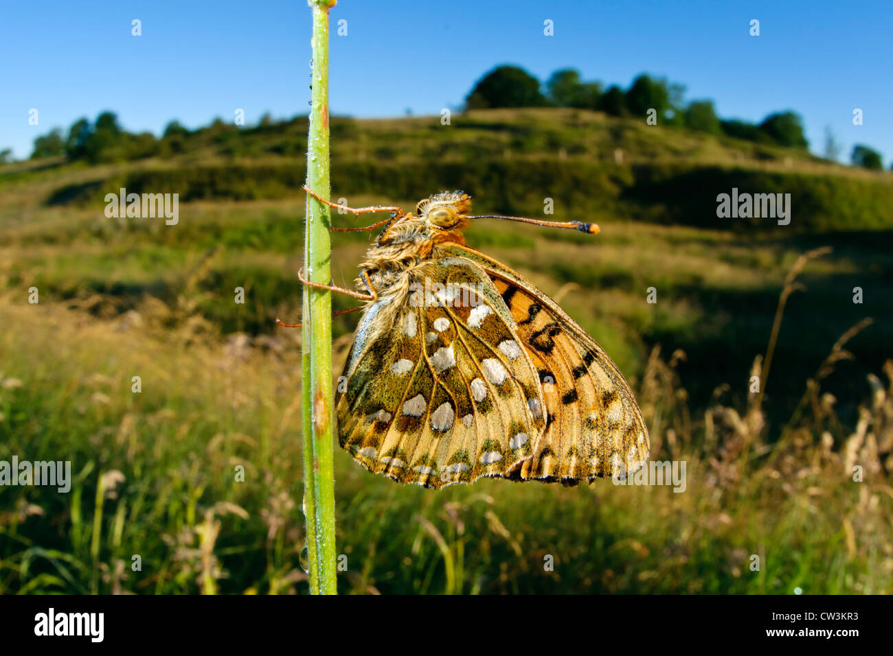 Speyeria verde oscuro en un hábitat de hierba mariposas Foto de stock