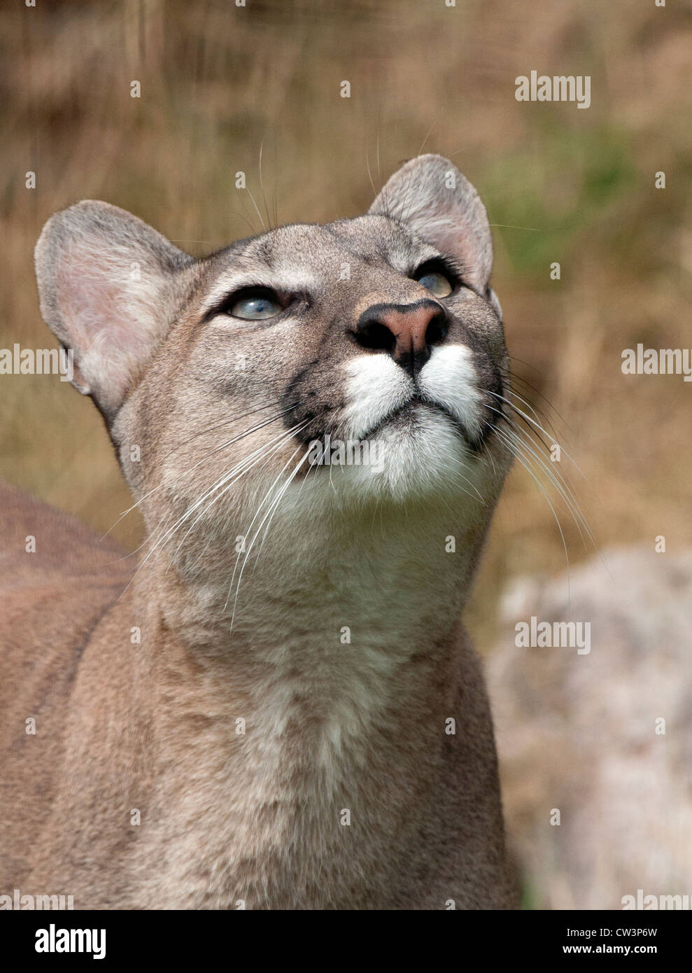 Puma hembra mirando arriba stock - Alamy
