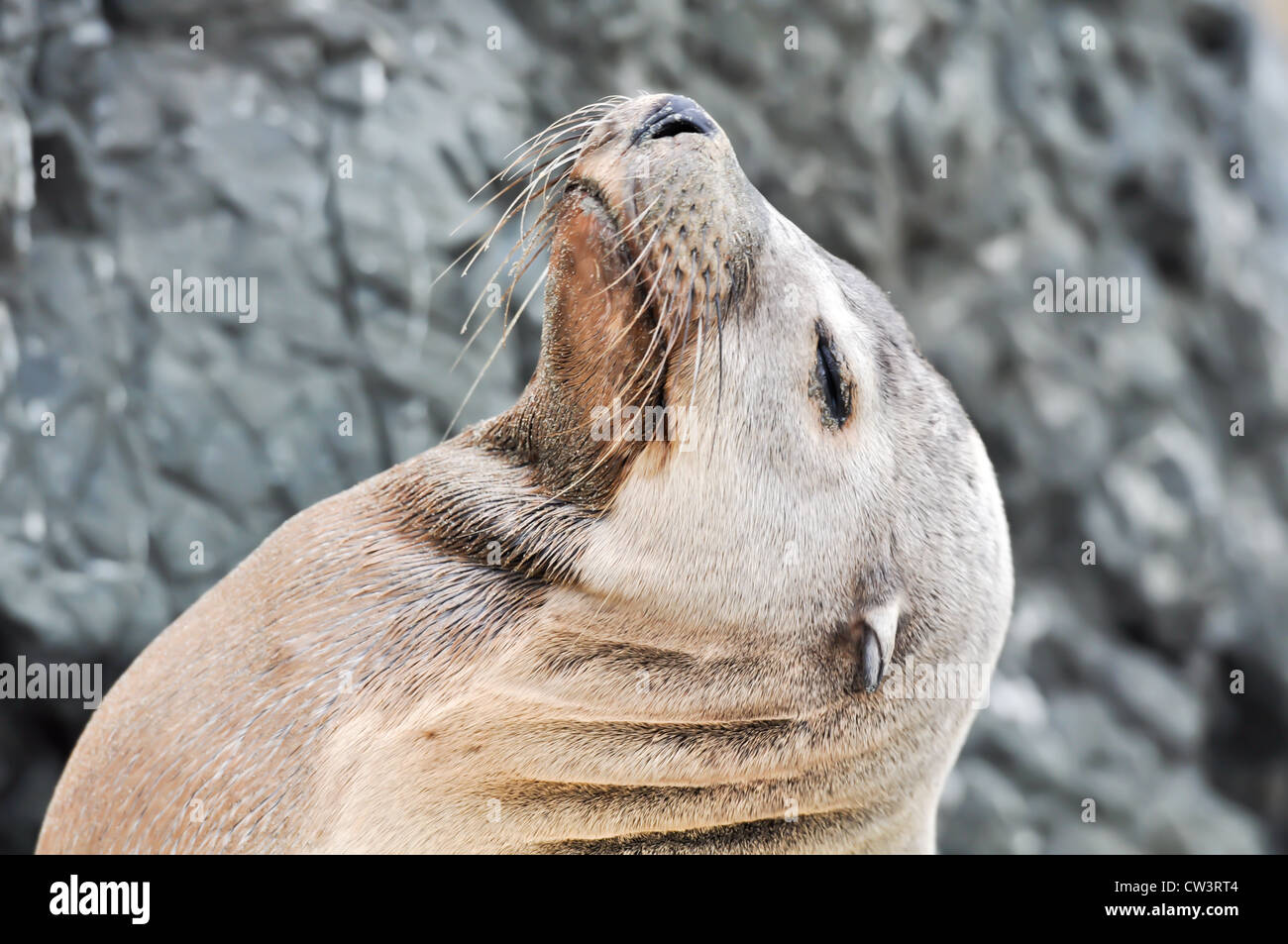 Lobo de mar con los ojos cerrados Foto de stock