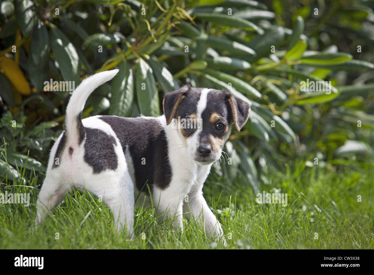 Danés Sueco Farmdog/, Dansk Svensk gardshund. Cachorro de pie en el césped en un jardín. Foto de stock