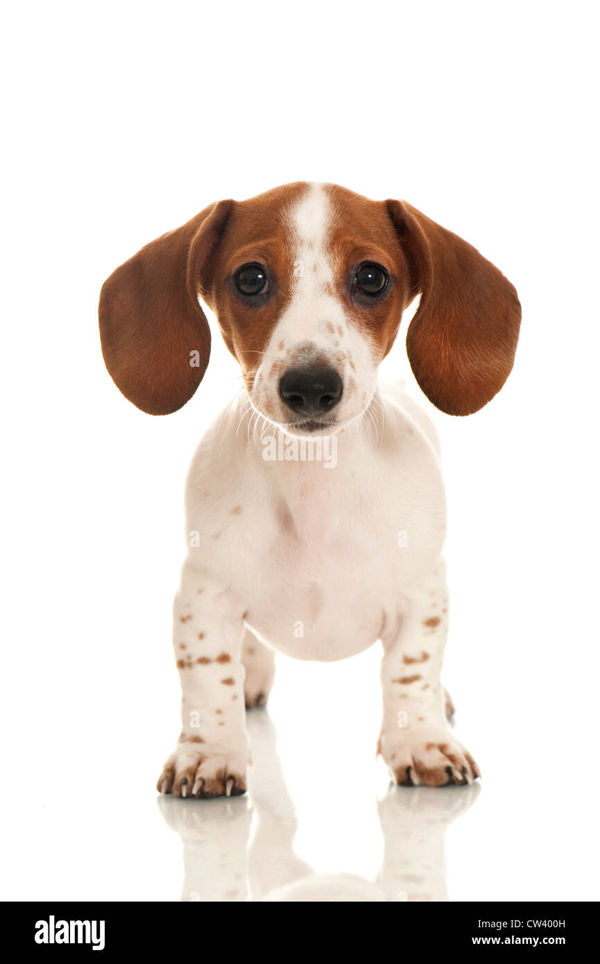 Piebald dachshund fotografías e imágenes de alta resolución - Alamy