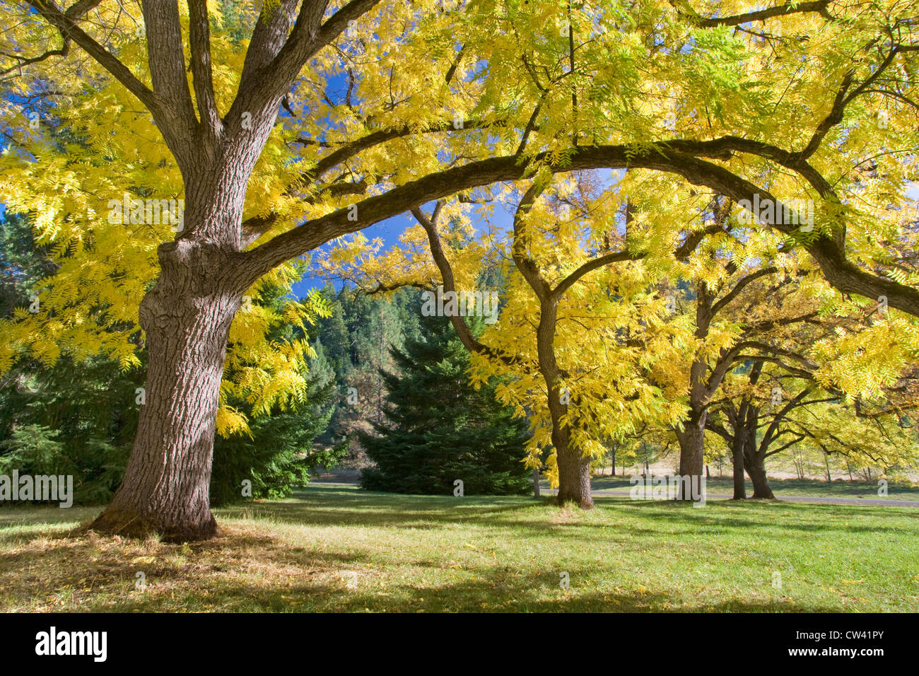 Los árboles de un parque estatal, Joseph H. Stewart State Park, Oregón, EE.UU. Foto de stock