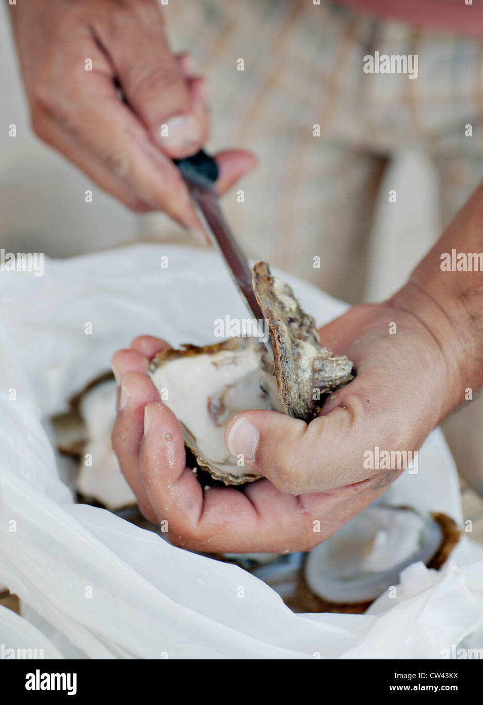Apertura de ostras frescas en la costa Dálmata, Croacia Foto de stock