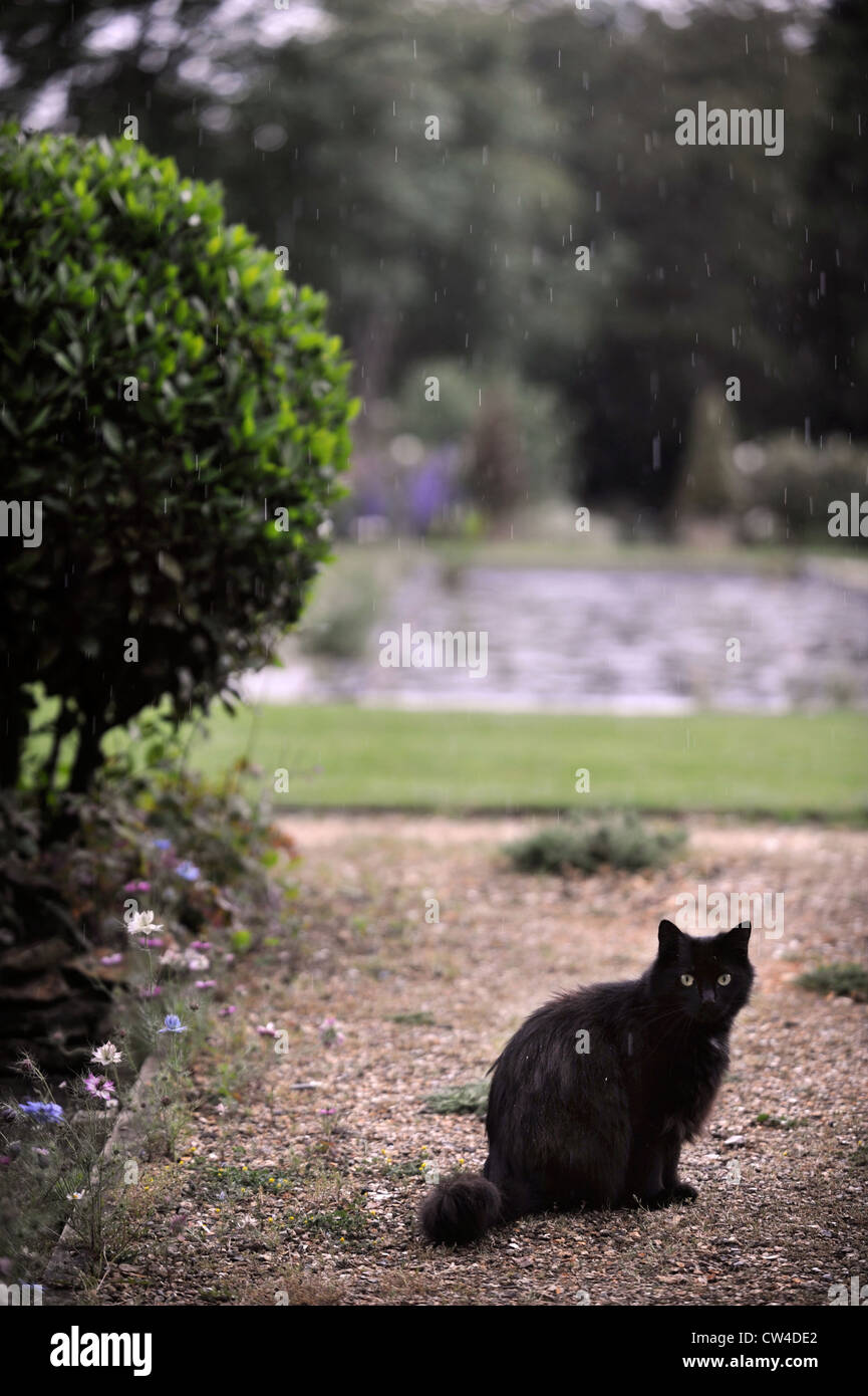Un gato negro sobre un camino de grava húmeda en un jardín inglés REINO  UNIDO Fotografía de stock - Alamy