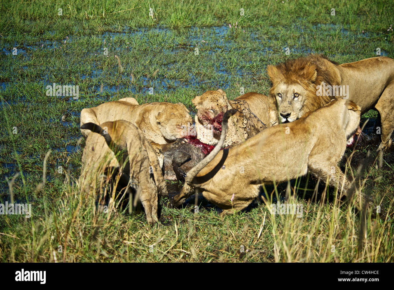 Los leones peleando por la comida. Botswana, África Fotografía de stock -  Alamy