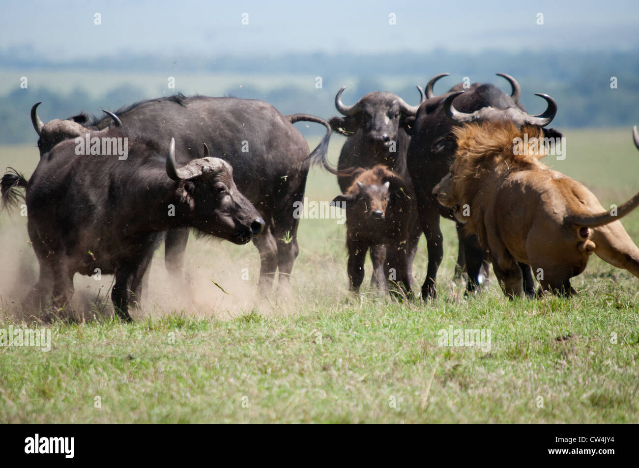 León búfalo de ataque fotografías e imágenes de alta resolución - Alamy