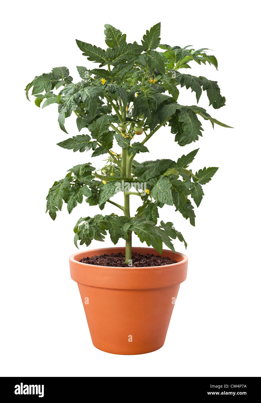 Las plantas de tomate en un recipiente aislado sobre un fondo blanco. Foto de stock