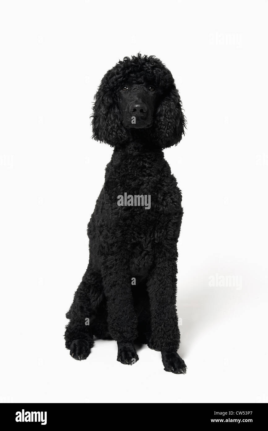 French poodle Imágenes recortadas de stock - Alamy