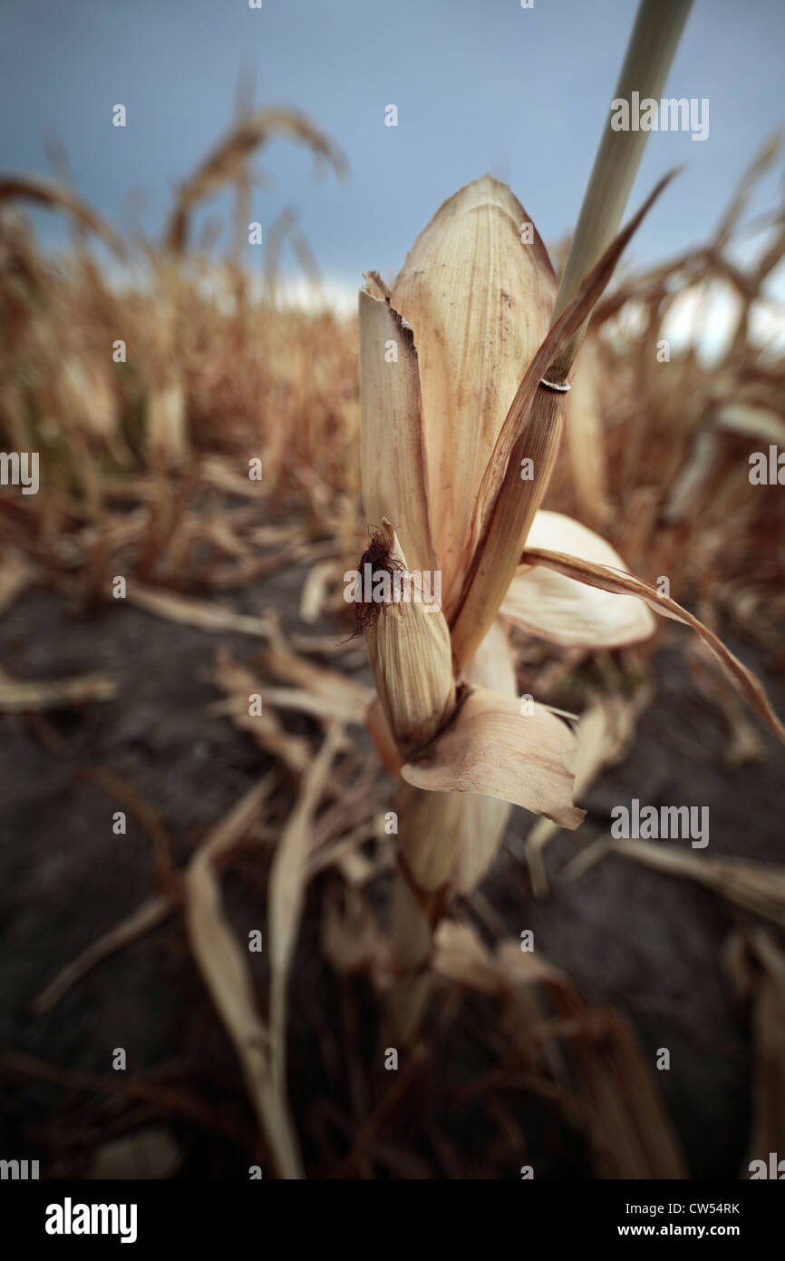 Afectado por la sequía en el campo de plantas de maíz, la mitad formada oreja y borla sigue intacta. Foto de stock