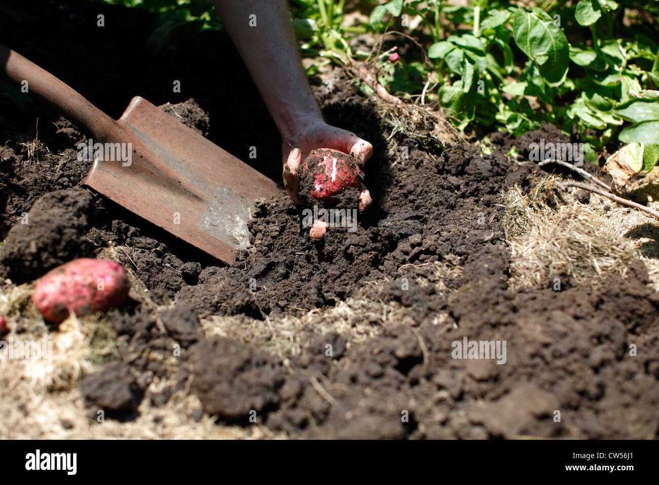 La mano del hombre con pala desenterrando papas rojas. Foto de stock