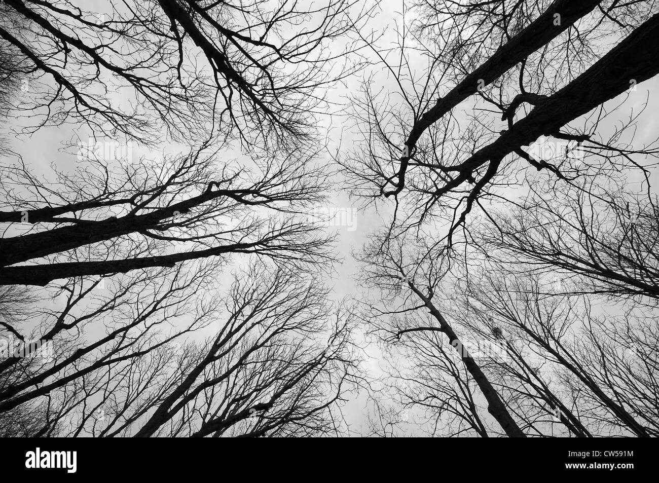 Vista panorámica de los árboles en el bosque, mirando hacia arriba Foto de stock